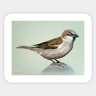 sparrow Sticker